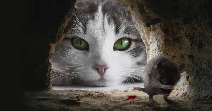 القط والفأر قصة