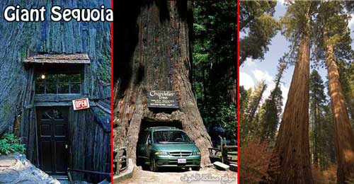 غابة السكويا العملاقة .. الأشجار الأضخم على سطح الأرض