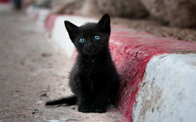 انتقام القطة السوداء