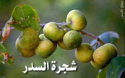 خرافات عن شجرة السدر – النبق -