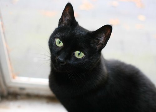 [صورة: rsz_beautiful-black-cat20171209.jpg]