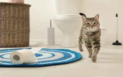 كنت جالسة بالمرحاض وكان أمامي قطة