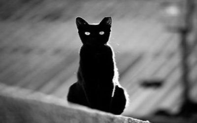 دائما ما أرى في المنام قطط سوداء ترمقني بنظراتها