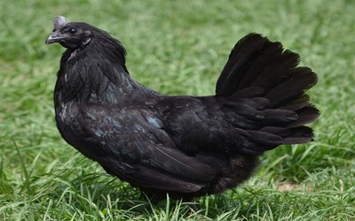 ظهرت دجاجة غريبة الشكل مرعبة سوداء اللون معلقة على حبل الغسيل
