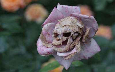 الورود تشبه الجماجم حينما تذبل و تموت